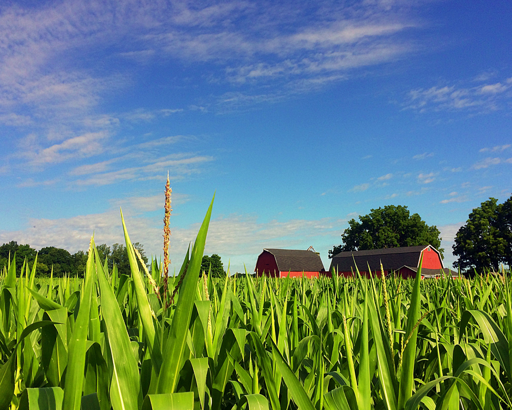 1st - Anne Peck - Fields of Corn-July - Anne Peck