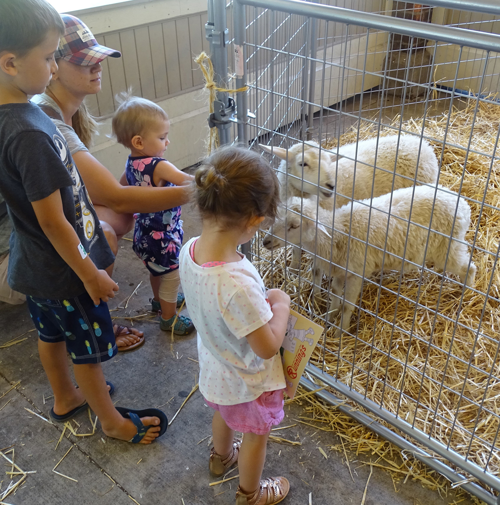 Youth met lambs in the petting zoo.