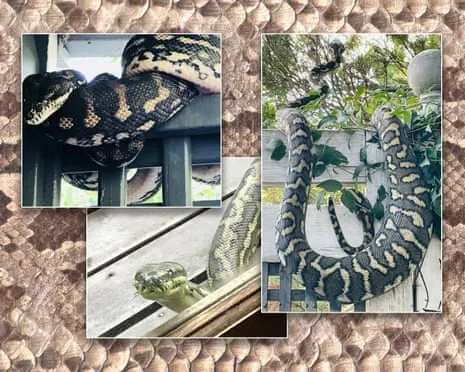 Accepting my Reptiles in the Roof: A Journey from Anxiety to Admiration